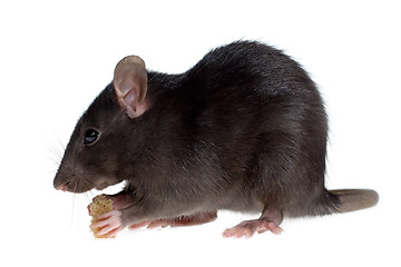 Image showing hungry rat