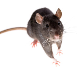 Image showing rat