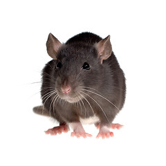 Image showing funny rat