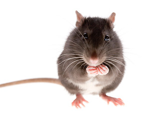 Image showing rat