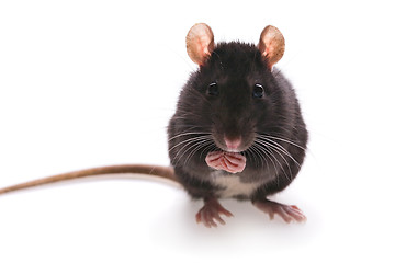 Image showing rat