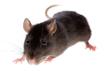 Image showing rat