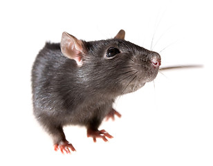 Image showing rat