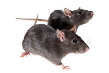 Image showing two funny rats