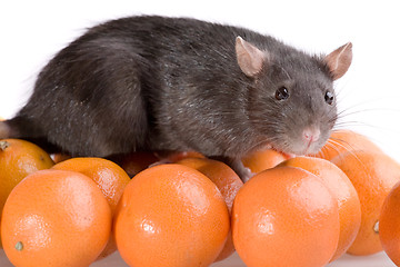 Image showing rat and tangerines