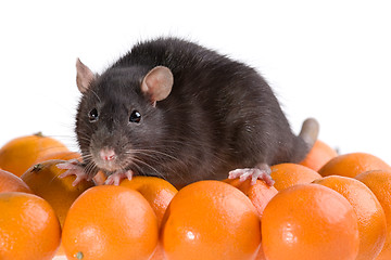 Image showing rat and tangerines