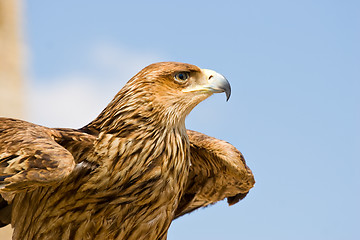 Image showing hawk