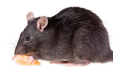Image showing rat and tangerine