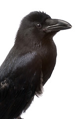 Image showing raven