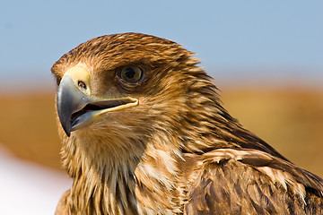 Image showing hawk