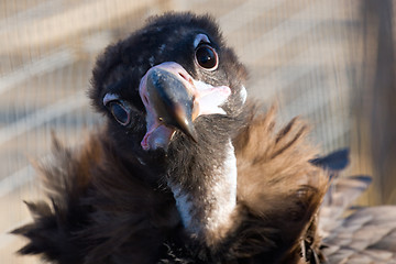 Image showing Black vulture