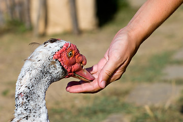 Image showing feeding