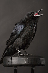 Image showing raven