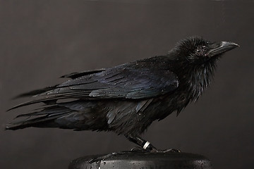 Image showing raven