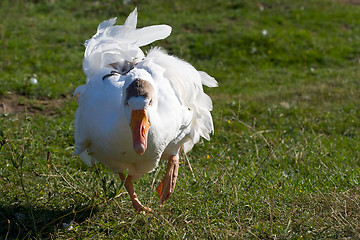 Image showing goose