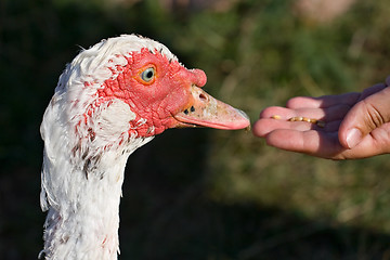 Image showing feeding