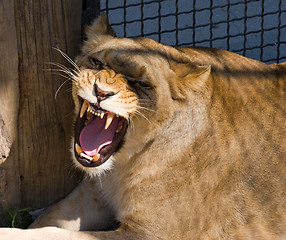 Image showing mouth of lioness