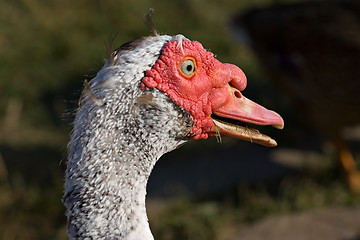 Image showing muscovy duck