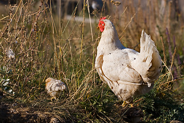 Image showing hen with chicken