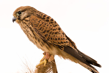 Image showing hawk
