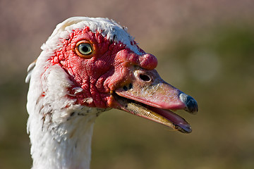 Image showing muscovy duck 