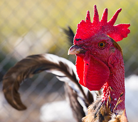 Image showing cock