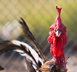 Image showing cock