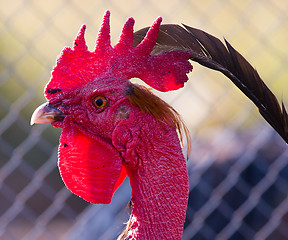 Image showing cock