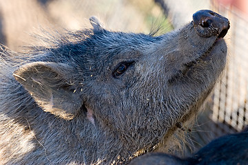 Image showing pig