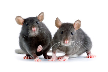 Image showing rats