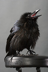 Image showing black raven