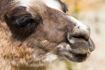 Image showing alpaca