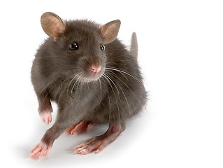 Image showing rat