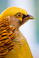 Image showing golden pheasant