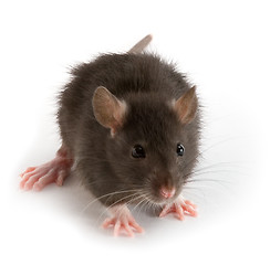 Image showing rat