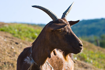 Image showing goat