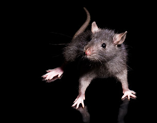 Image showing rat