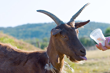 Image showing feeding of a goat 