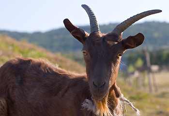Image showing brown goat