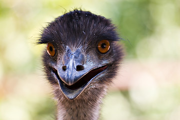 Image showing ostrich