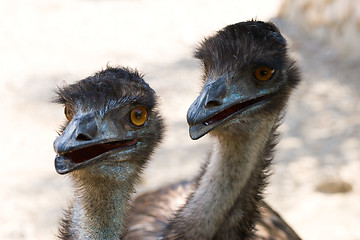 Image showing ostriches