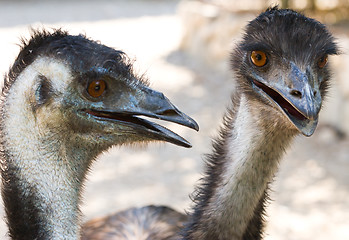 Image showing ostriches