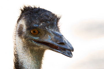 Image showing ostrich