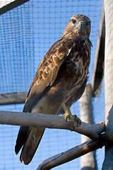 Image showing falcon