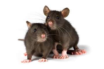 Image showing rats