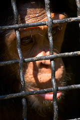 Image showing sad monkey