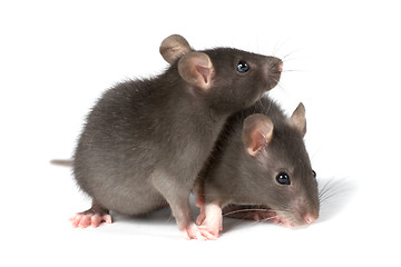 Image showing rats