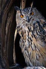 Image showing eagle-owl