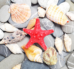 Image showing pebbles and seashells