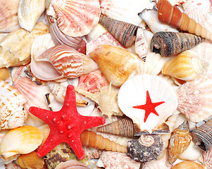 Image showing seashells and starfish